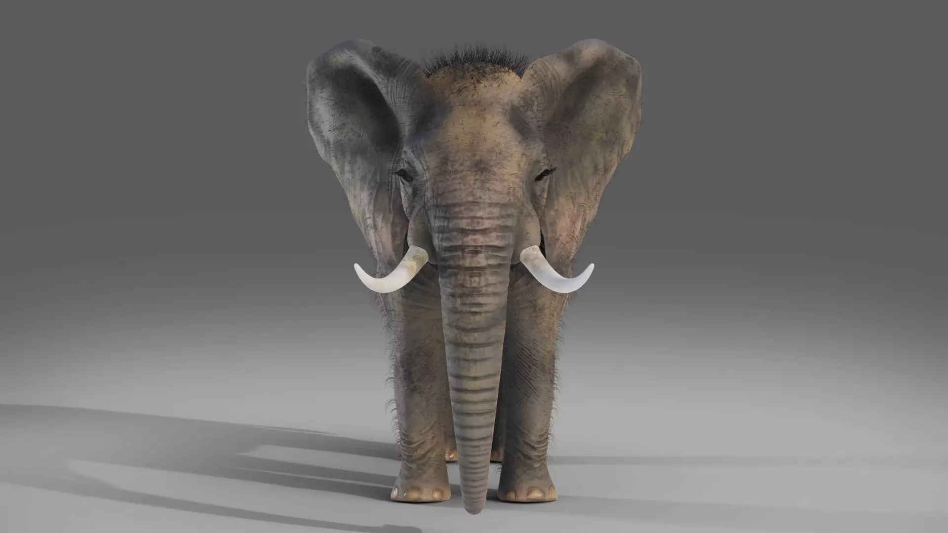 Fur Elephant NO Rigged in Blender Zbrush Low-poly 3D model_0