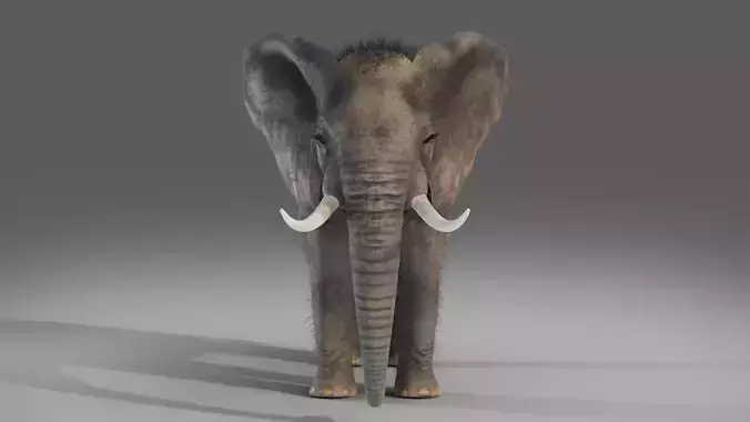 Fur Elephant NO Rigged in Blender  Zbrush Low-poly 3D model