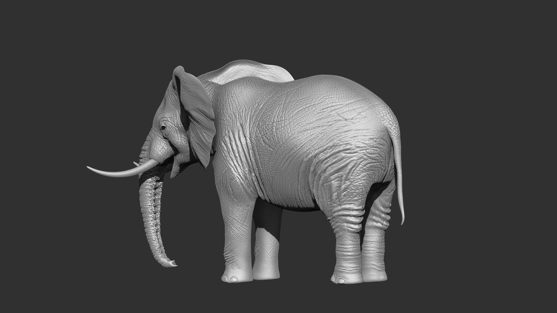 Fur Elephant NO Rigged in Blender Zbrush Low-poly 3D model_11