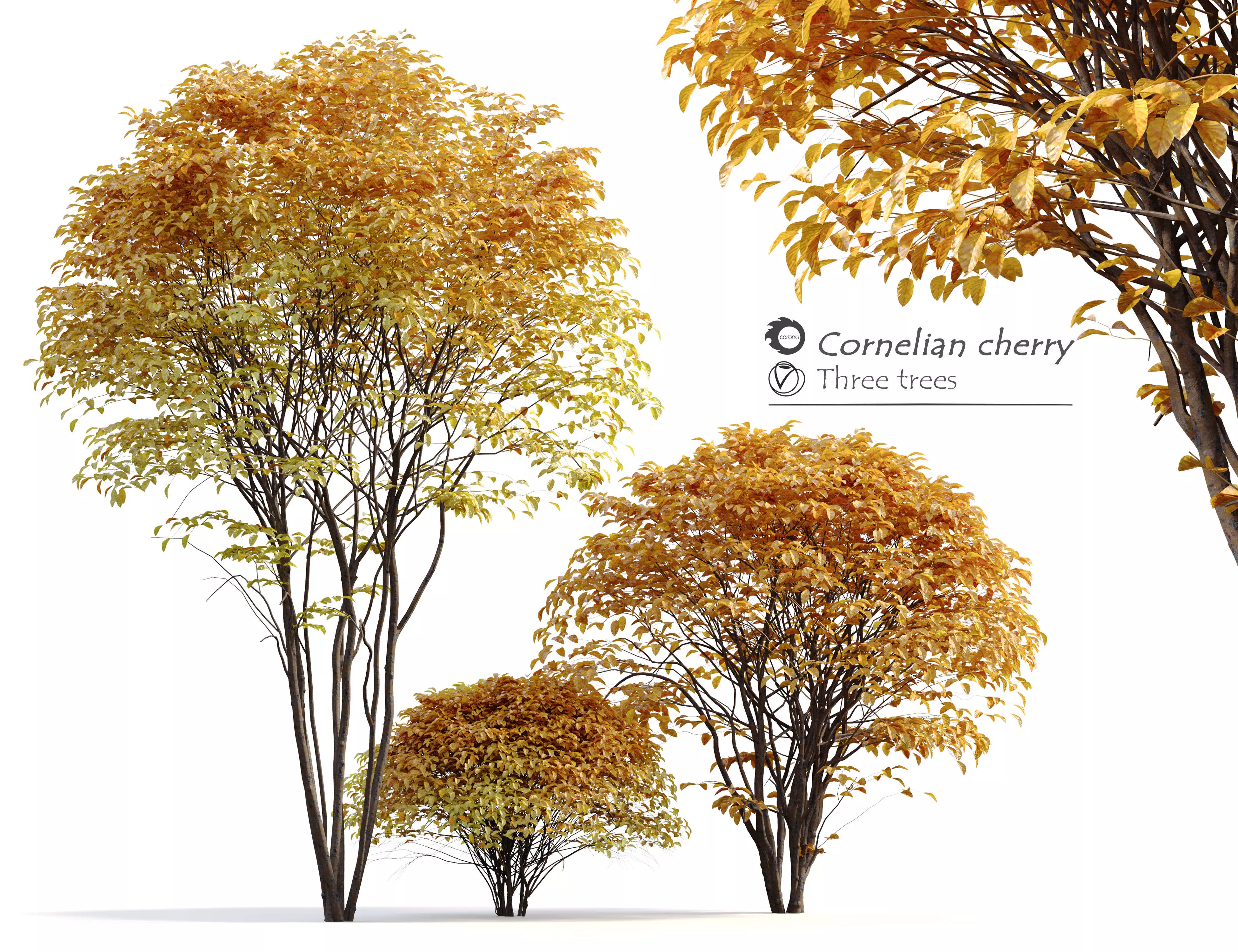 Cornelian cherry 3D model