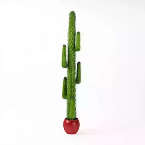 Decoration Indoor Cactus