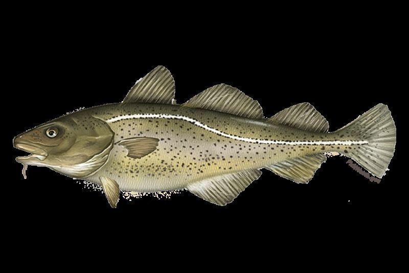 7 Fish Pack with Fish Fillet Knife Low-poly 3D model_7