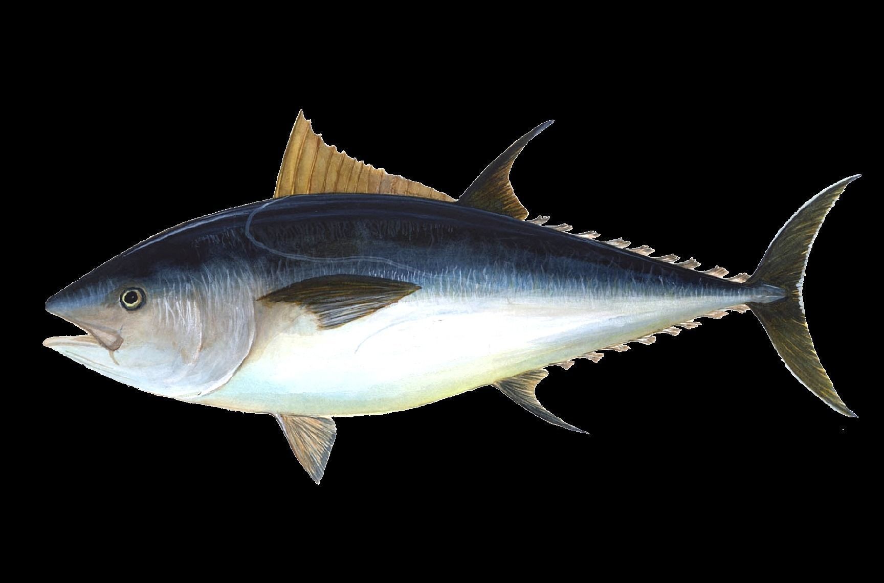 7 Fish Pack with Fish Fillet Knife Low-poly 3D model_8