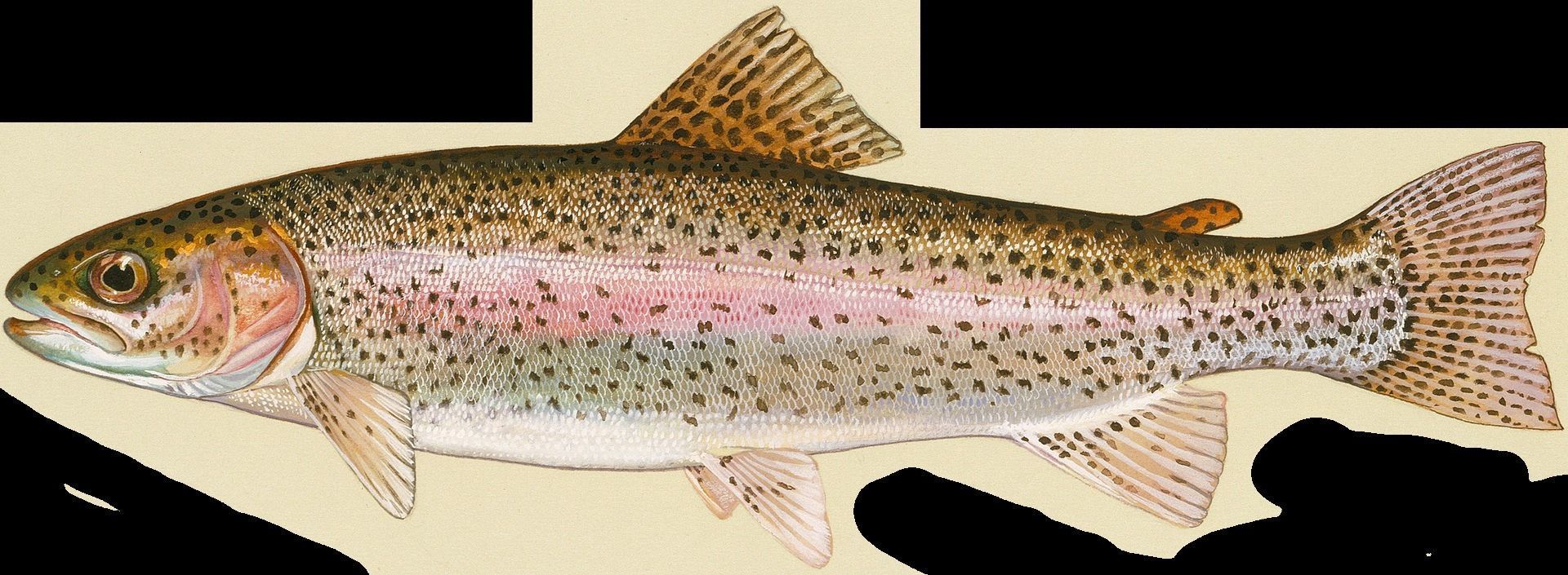 7 Fish Pack with Fish Fillet Knife Low-poly 3D model_18