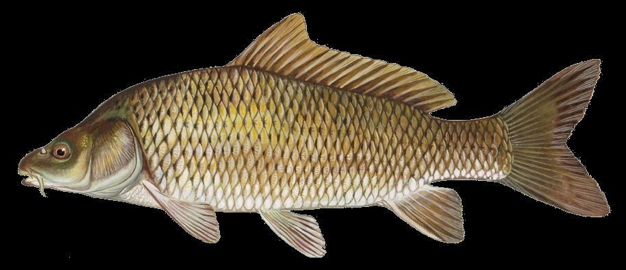 7 Fish Pack with Fish Fillet Knife Low-poly 3D model_10