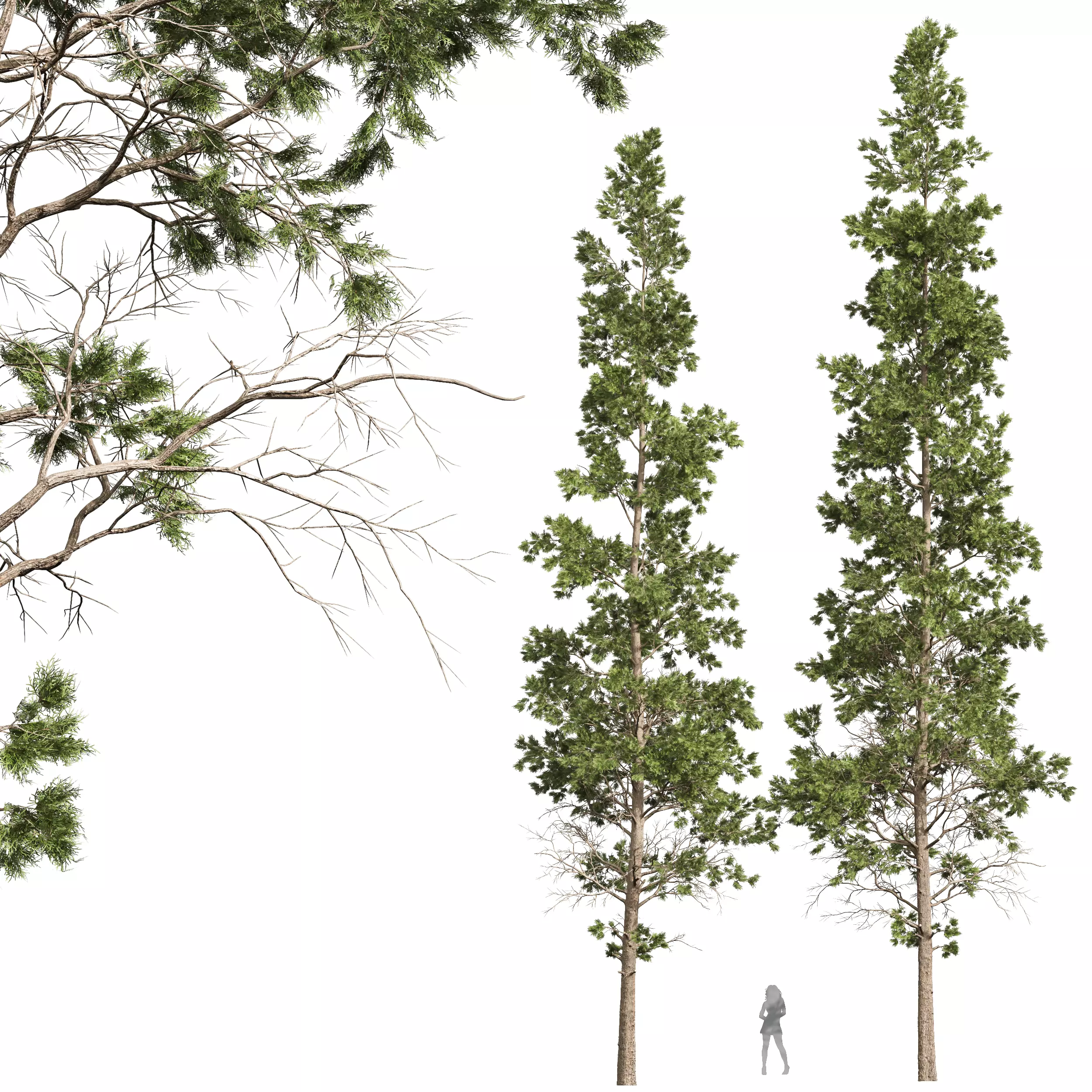 New Plant High detail Chamaecyparis Thyoides 3D model