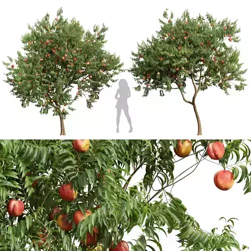 New Plant High detail Amygdalus Persica Peach 3D model