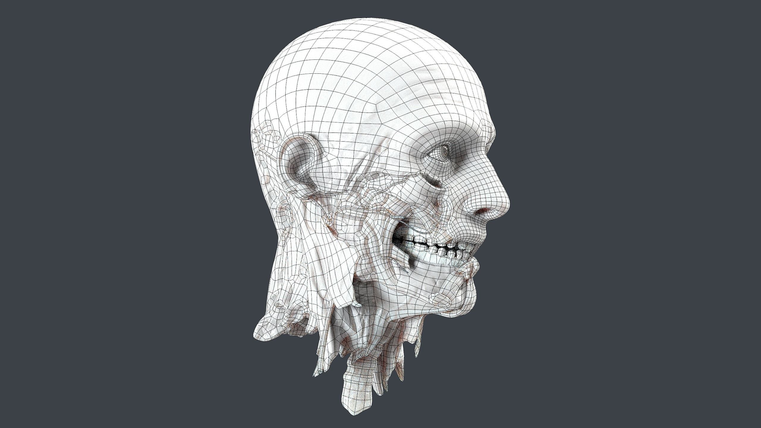 Severed Head 2 Low-poly 3D model_14