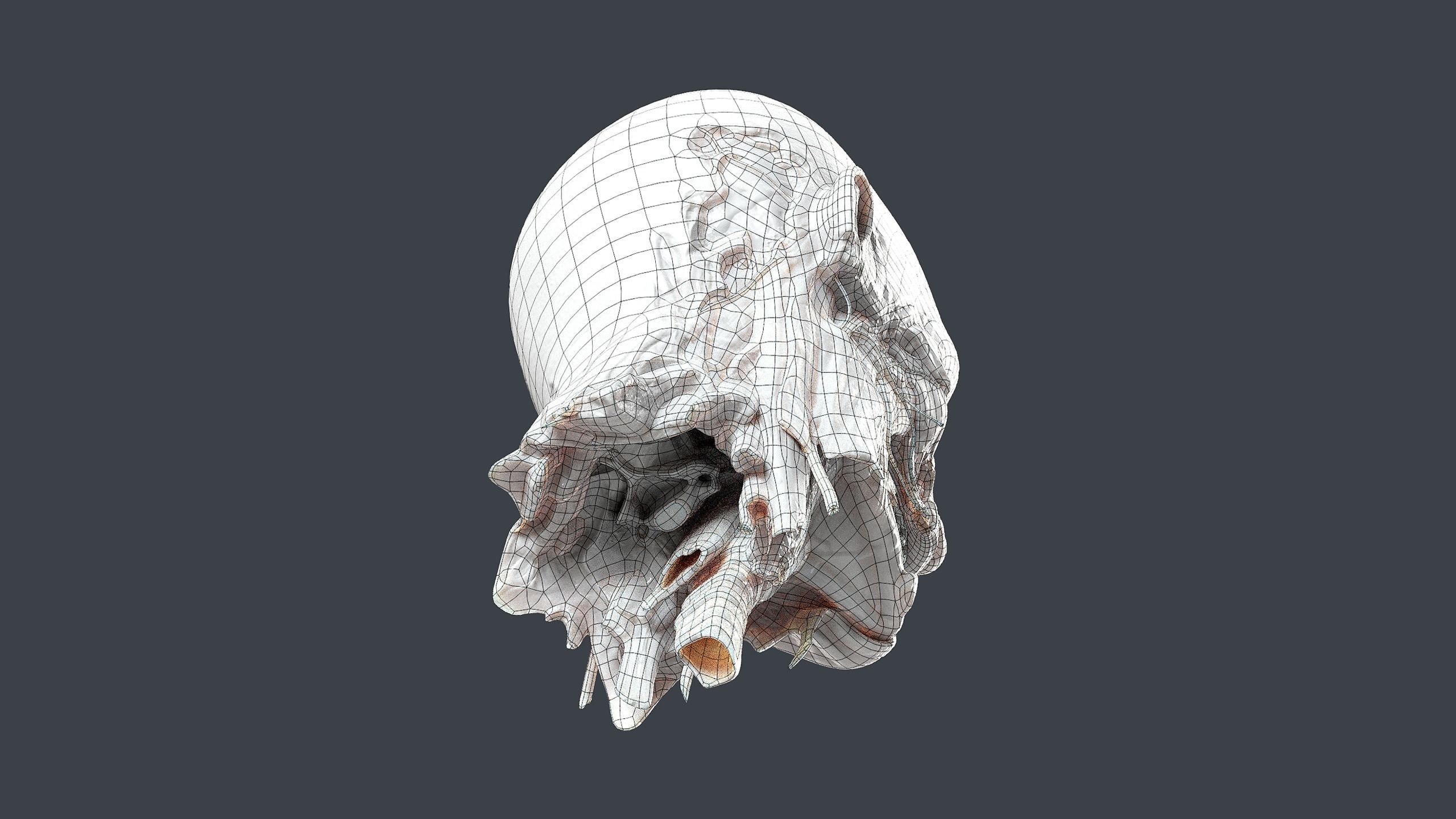 Severed Head 2 Low-poly 3D model_12
