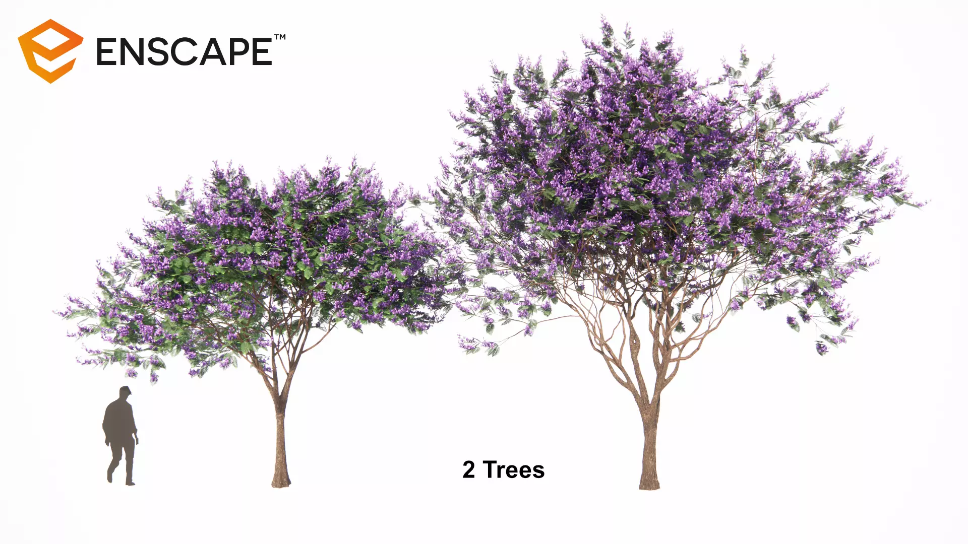 Jacaranda mimosifolia 3D model_0