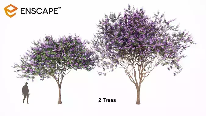 Jacaranda mimosifolia 3D model