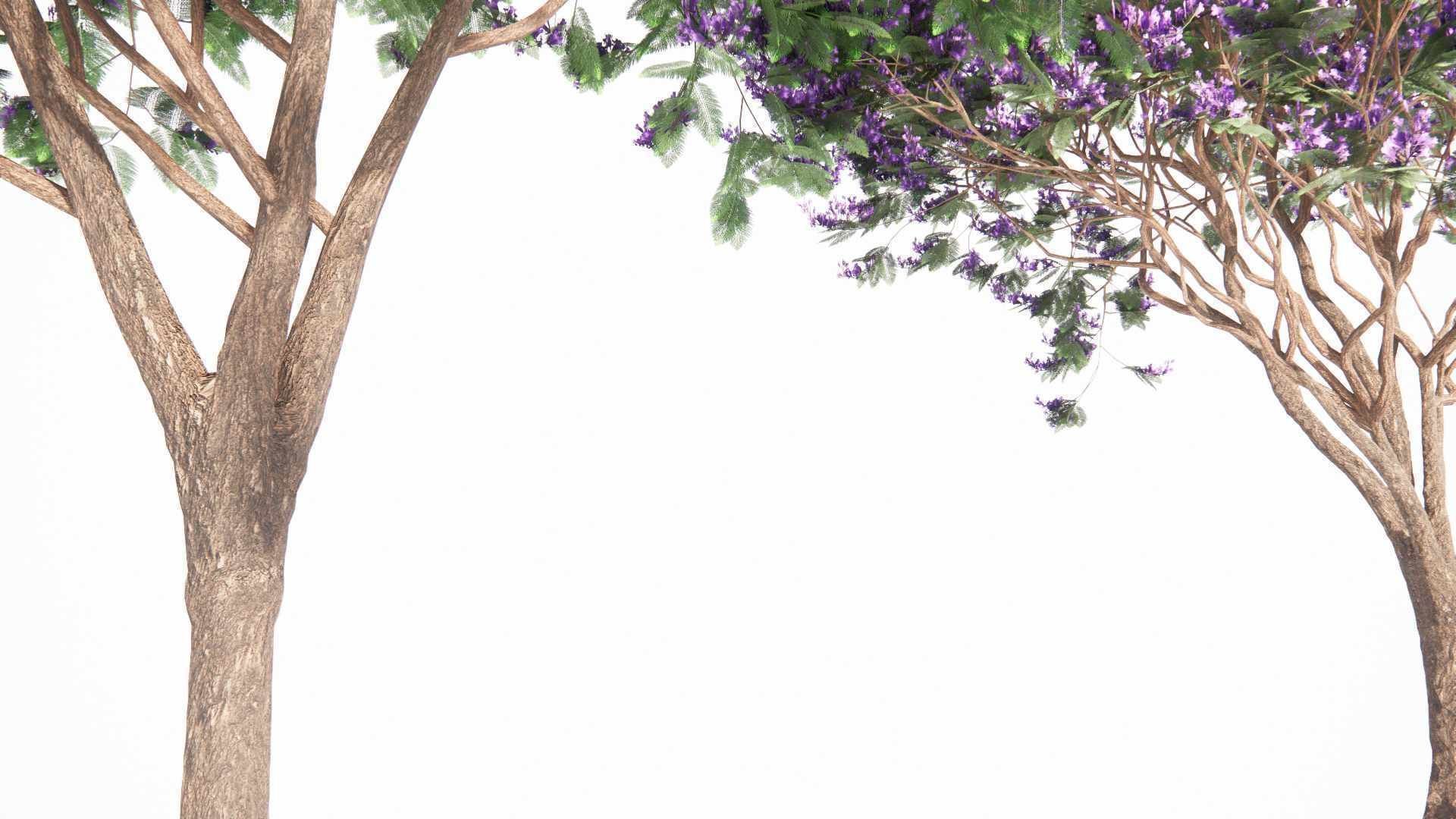 Jacaranda mimosifolia 3D model_2