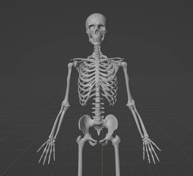 Skeleton human 3D model_0