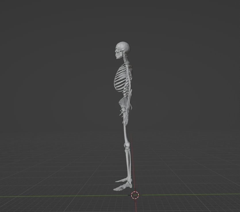 Skeleton human 3D model_2