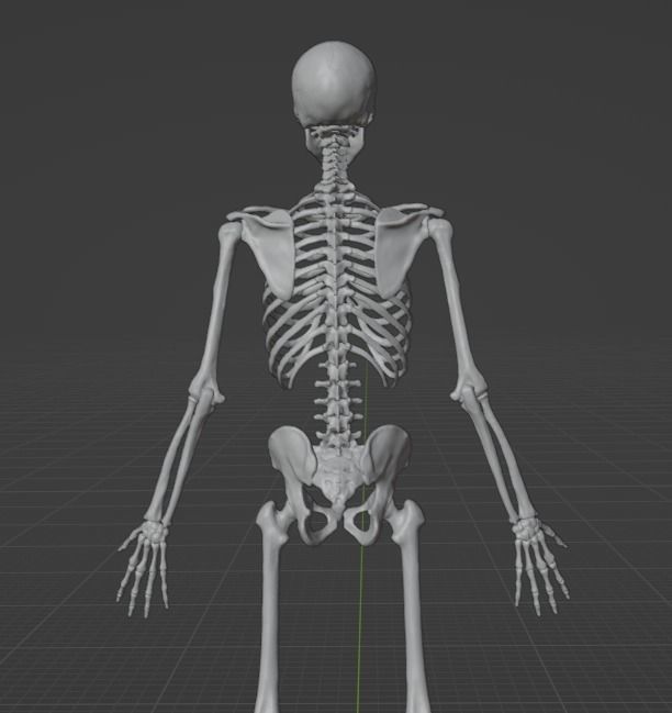Skeleton human 3D model_5