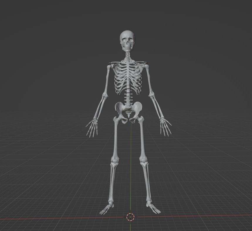 Skeleton human 3D model_1
