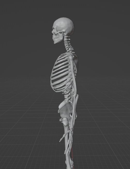Skeleton human 3D model_4