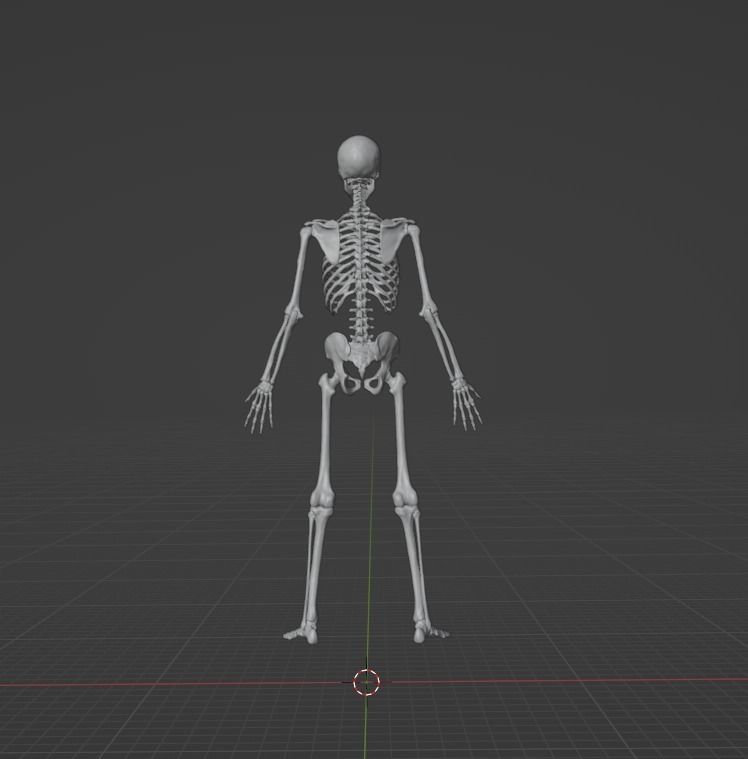Skeleton human 3D model_3