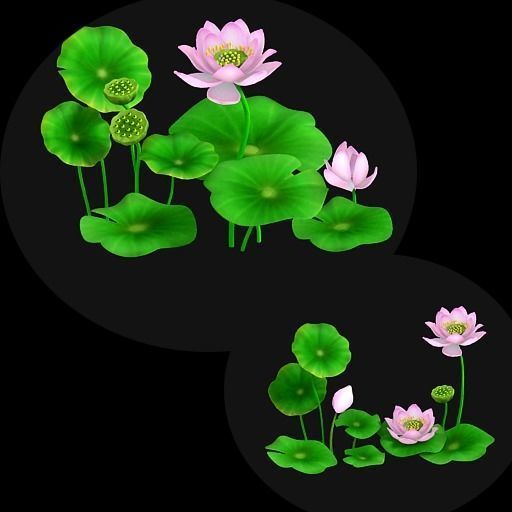 lotus flowers 3D model_2