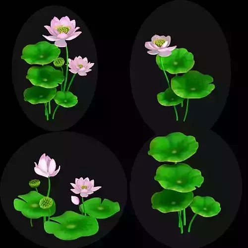 lotus flowers 3D model