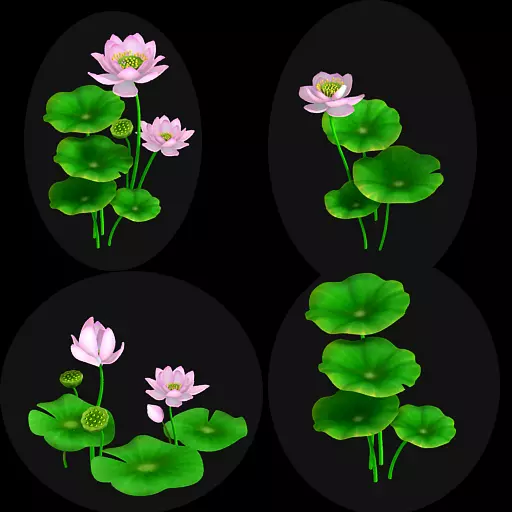 lotus flowers 3D model_0