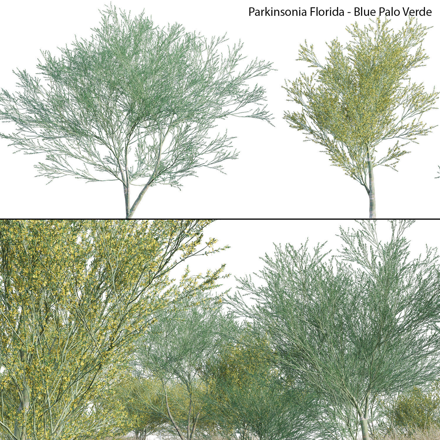 Collection 23-Mexican Plants 3D model_8