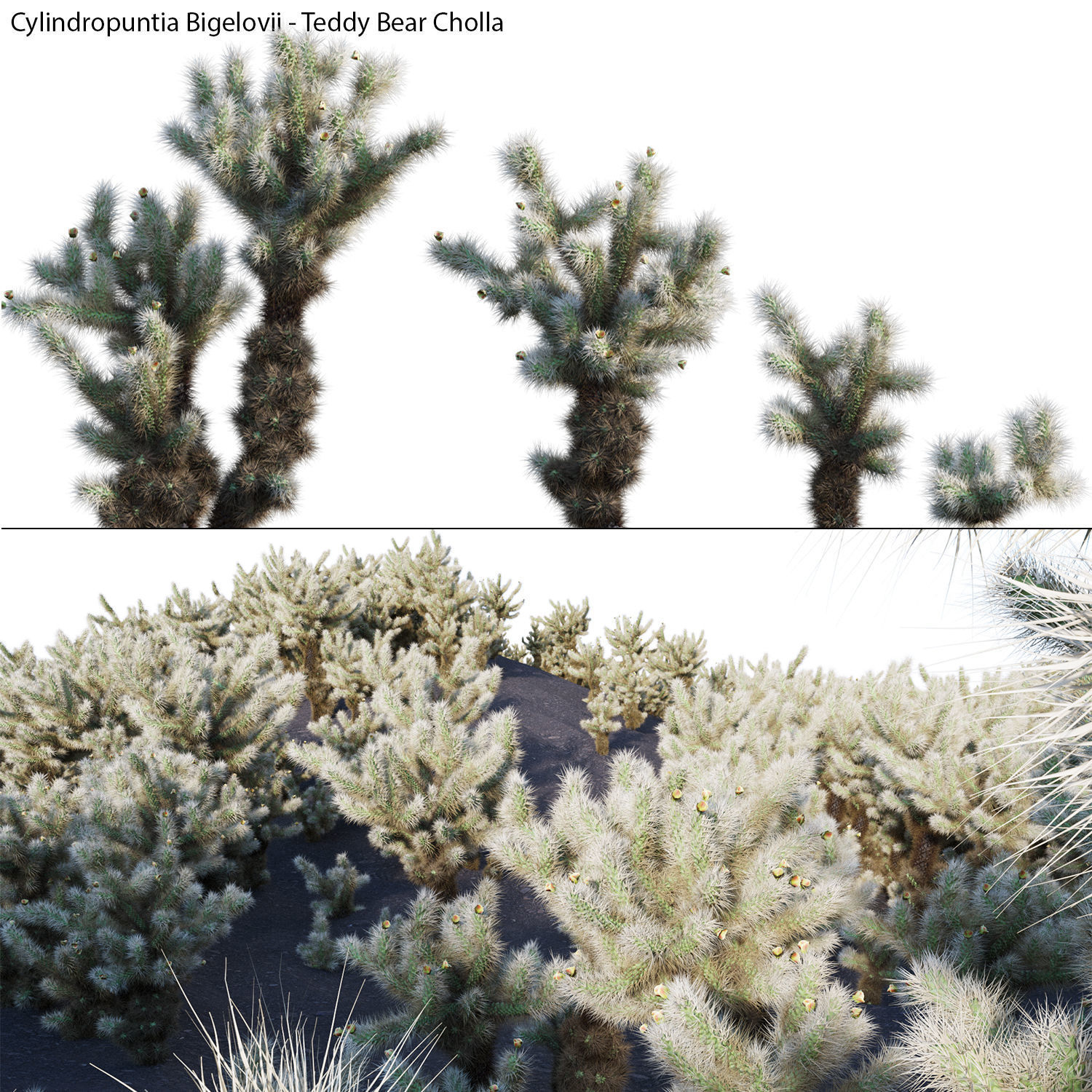 Collection 23-Mexican Plants 3D model_6