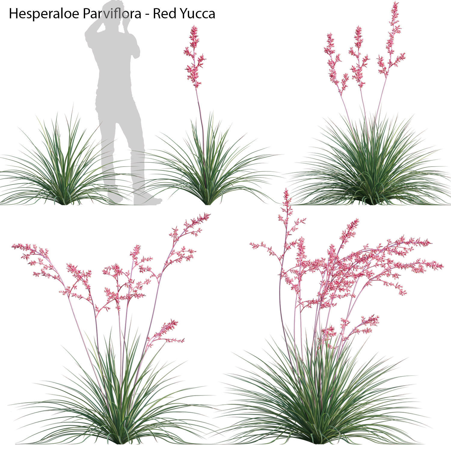 Collection 23-Mexican Plants 3D model_11