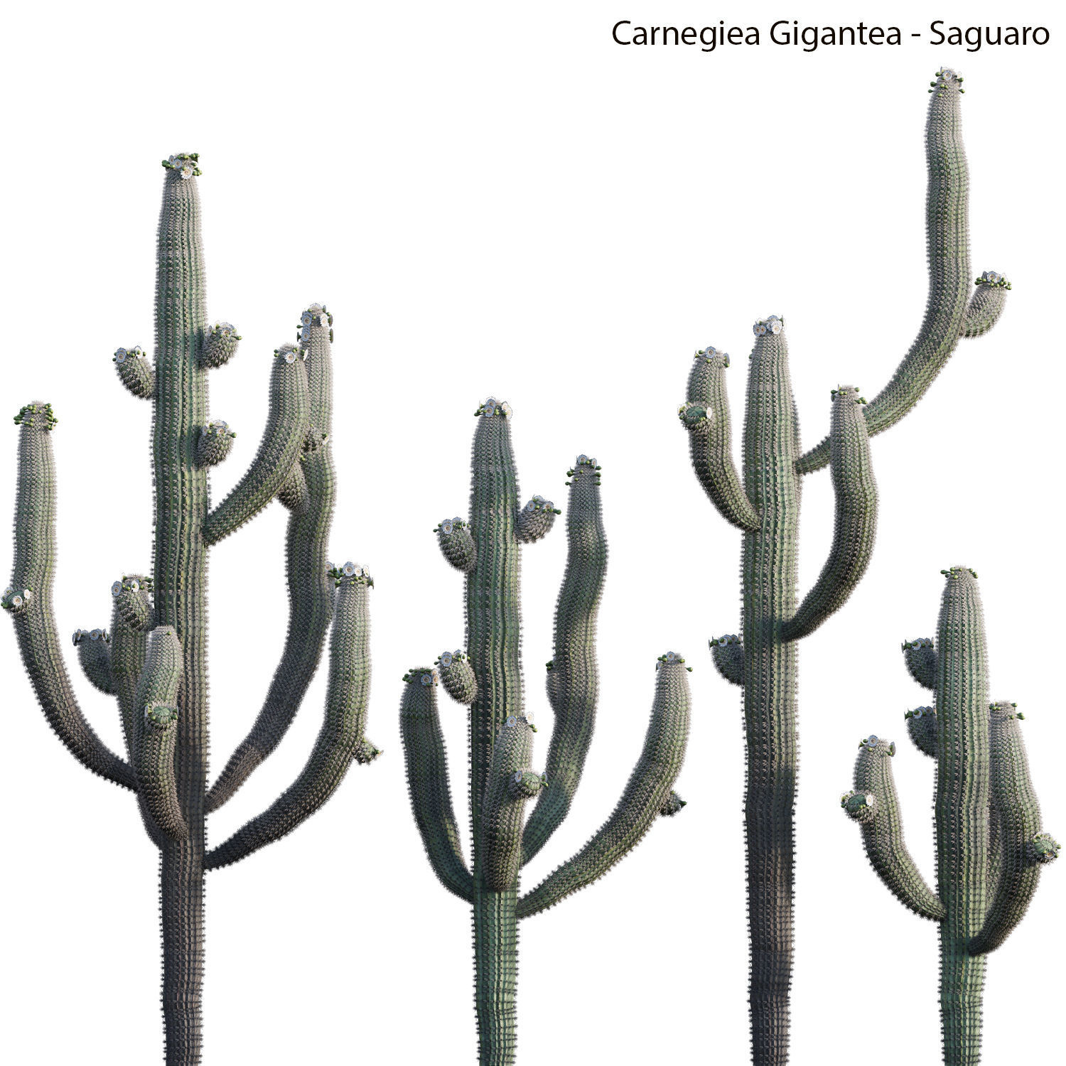 Collection 23-Mexican Plants 3D model_4