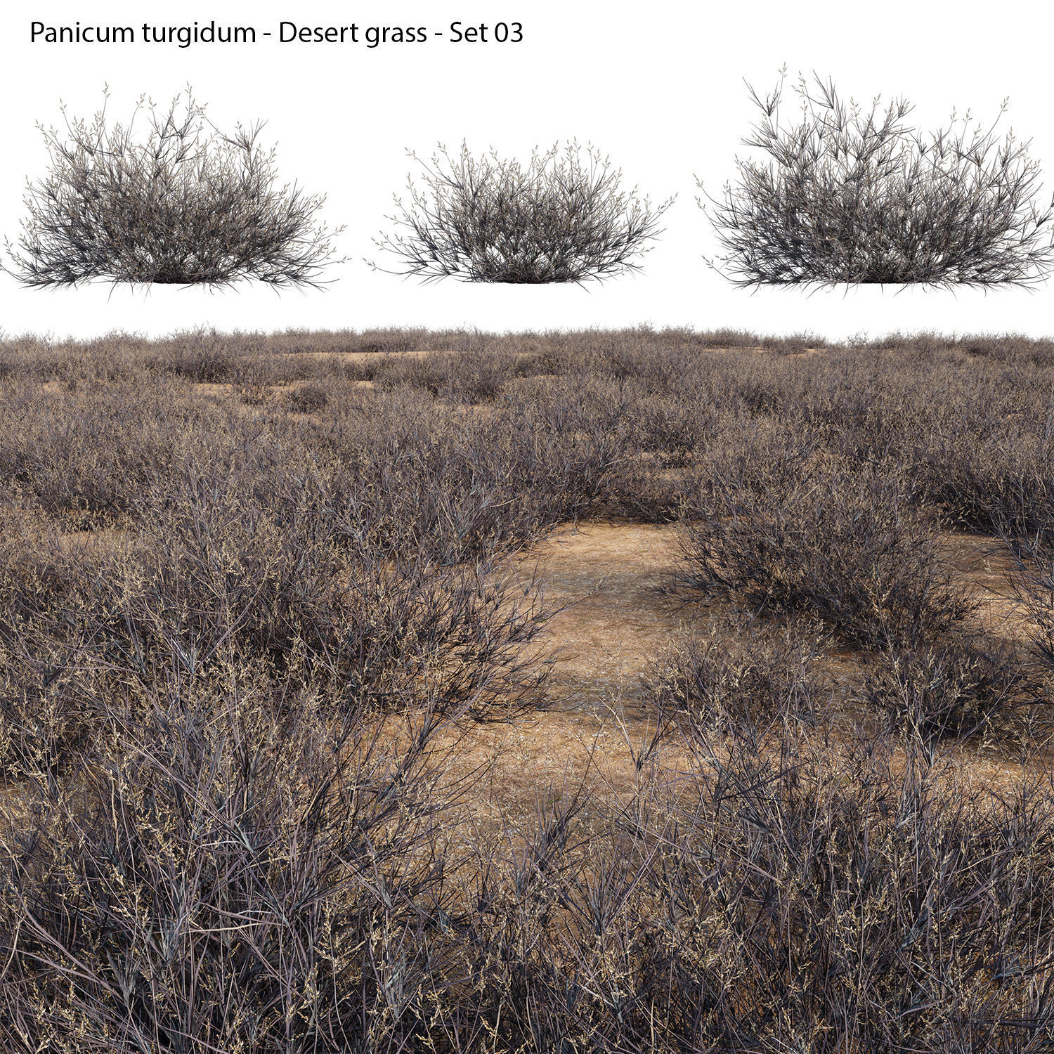 Collection 23-Mexican Plants 3D model_14