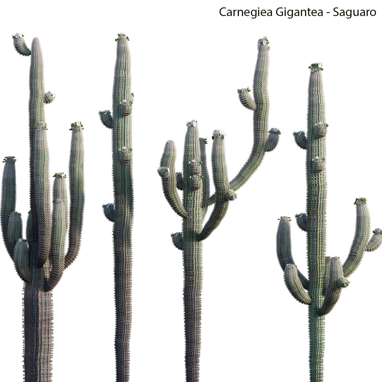 Collection 23-Mexican Plants 3D model_3