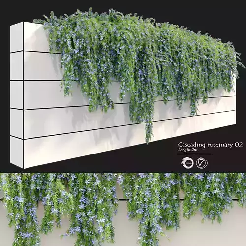 Cascading Rosemary 2 3D model