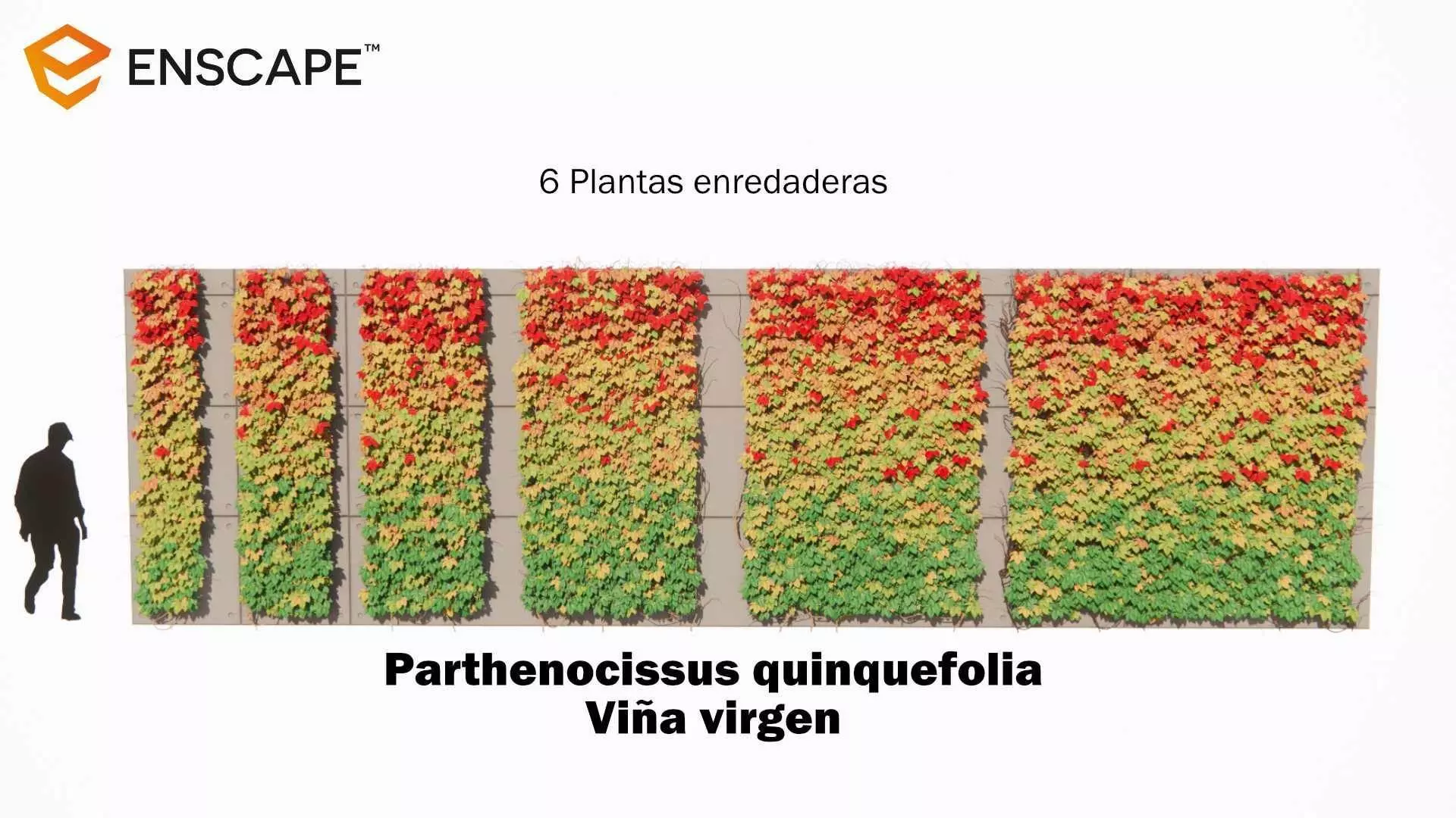 Parthenocissus quinquefolia Free 3D model