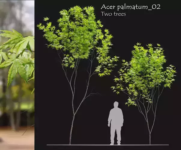 Acer palmatum 02 3D model