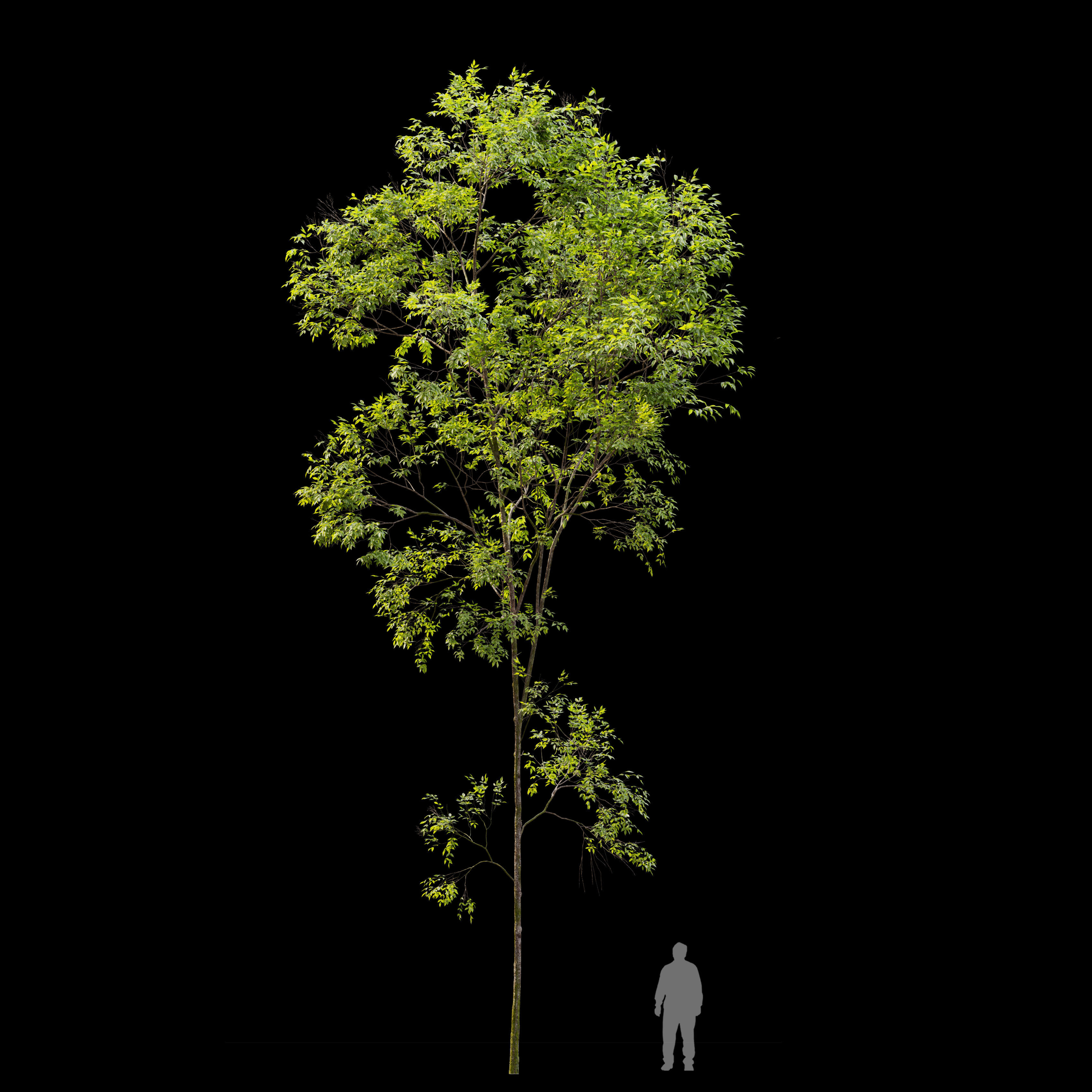 Ash tree set 02 3D model_5