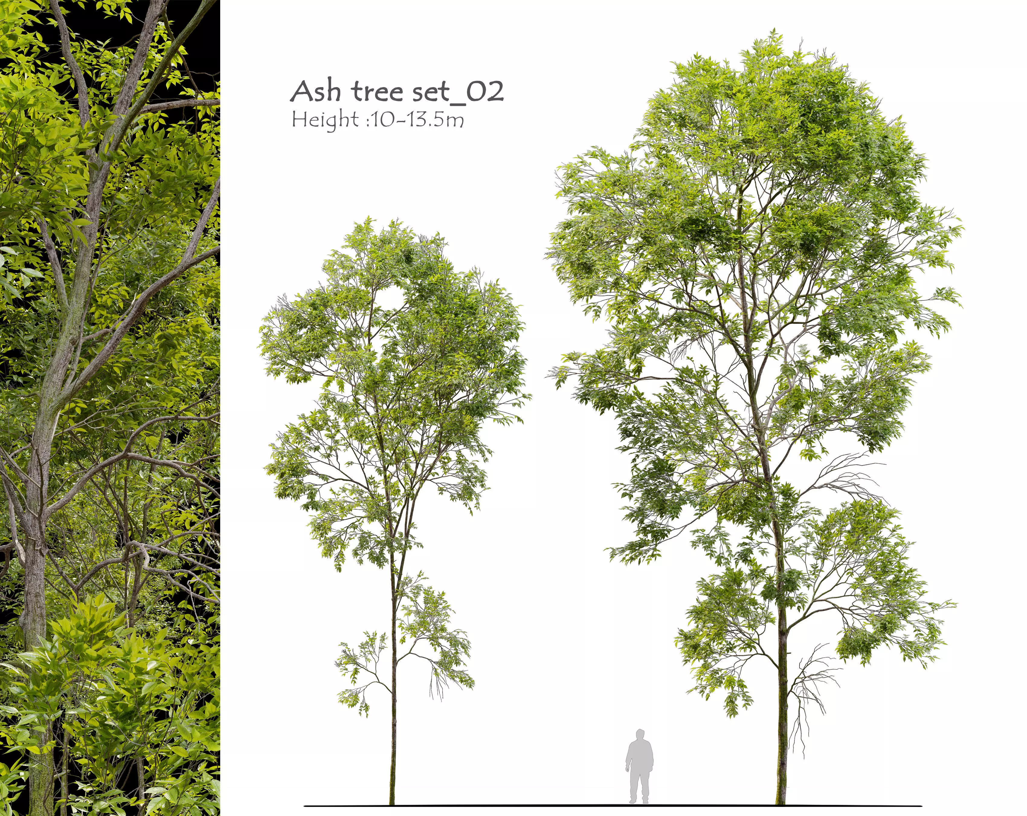 Ash tree set 02 3D model_0