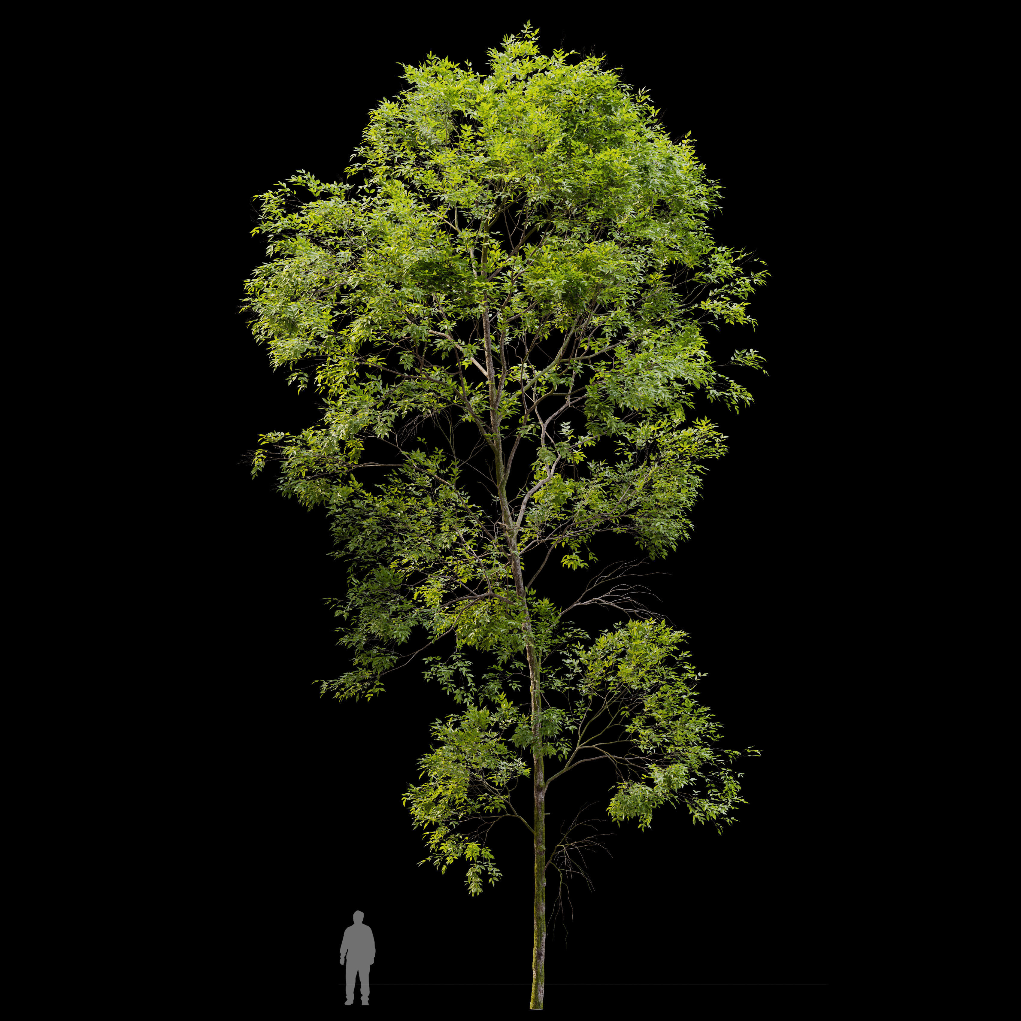 Ash tree set 02 3D model_4