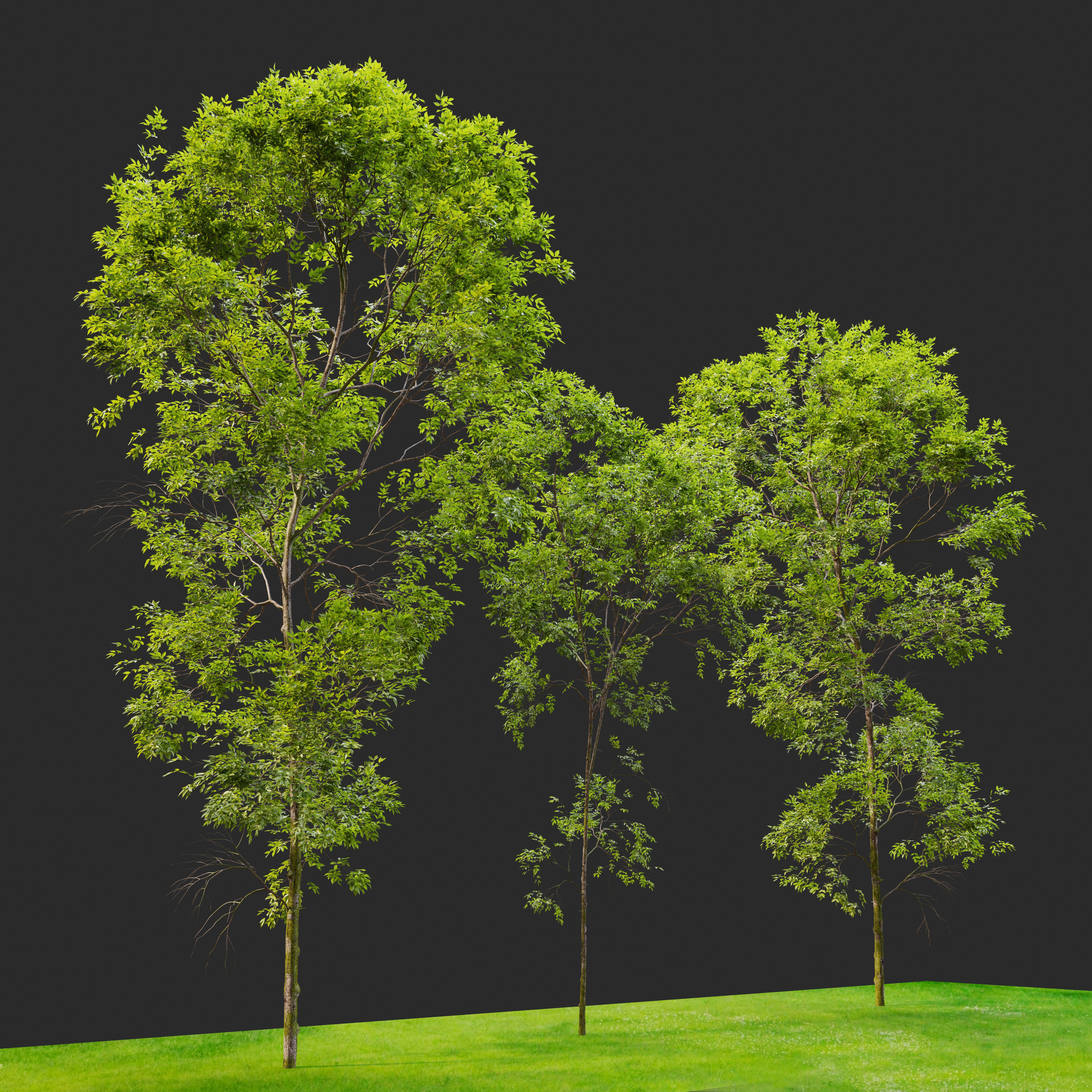 Ash tree set 02 3D model_1