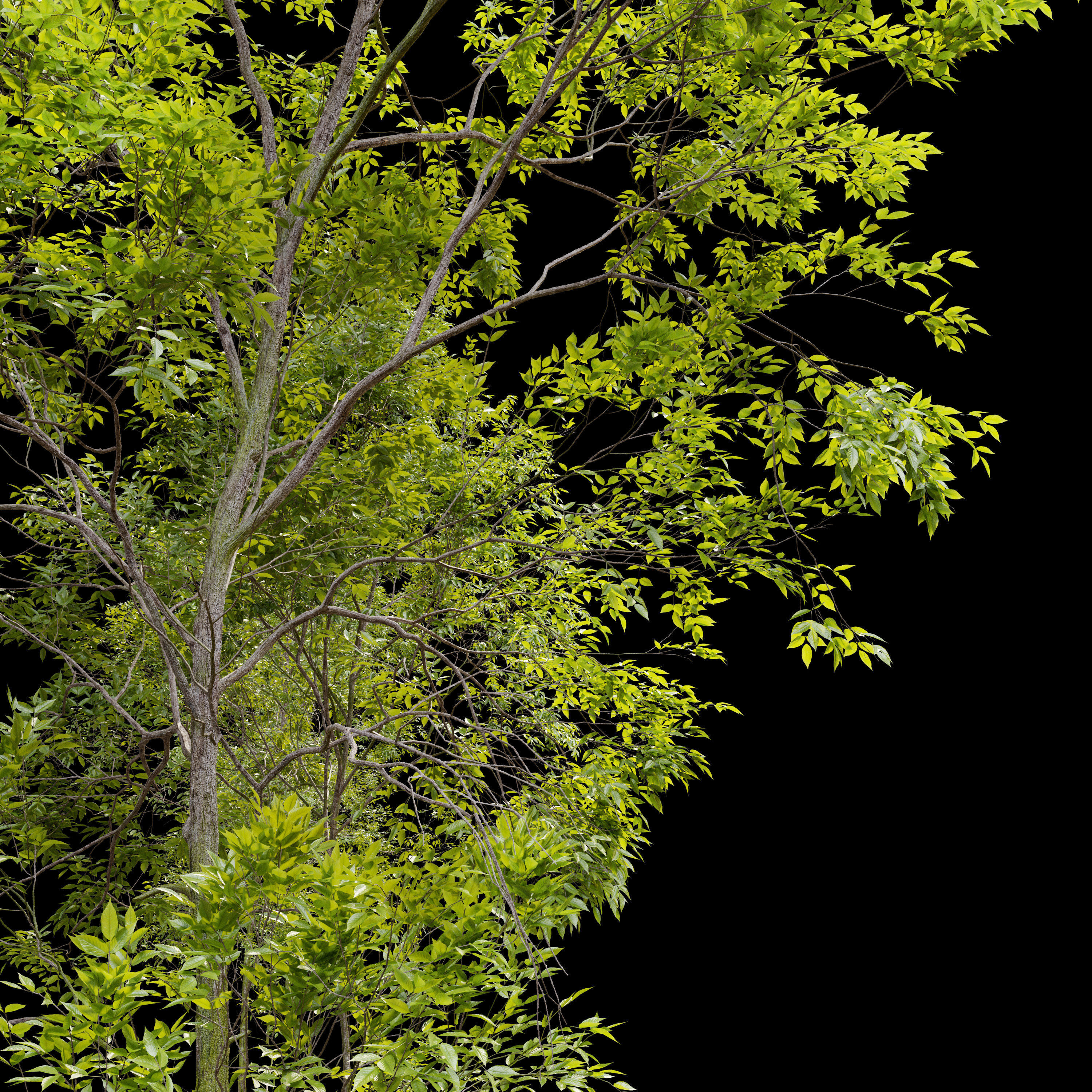 Ash tree set 02 3D model_3