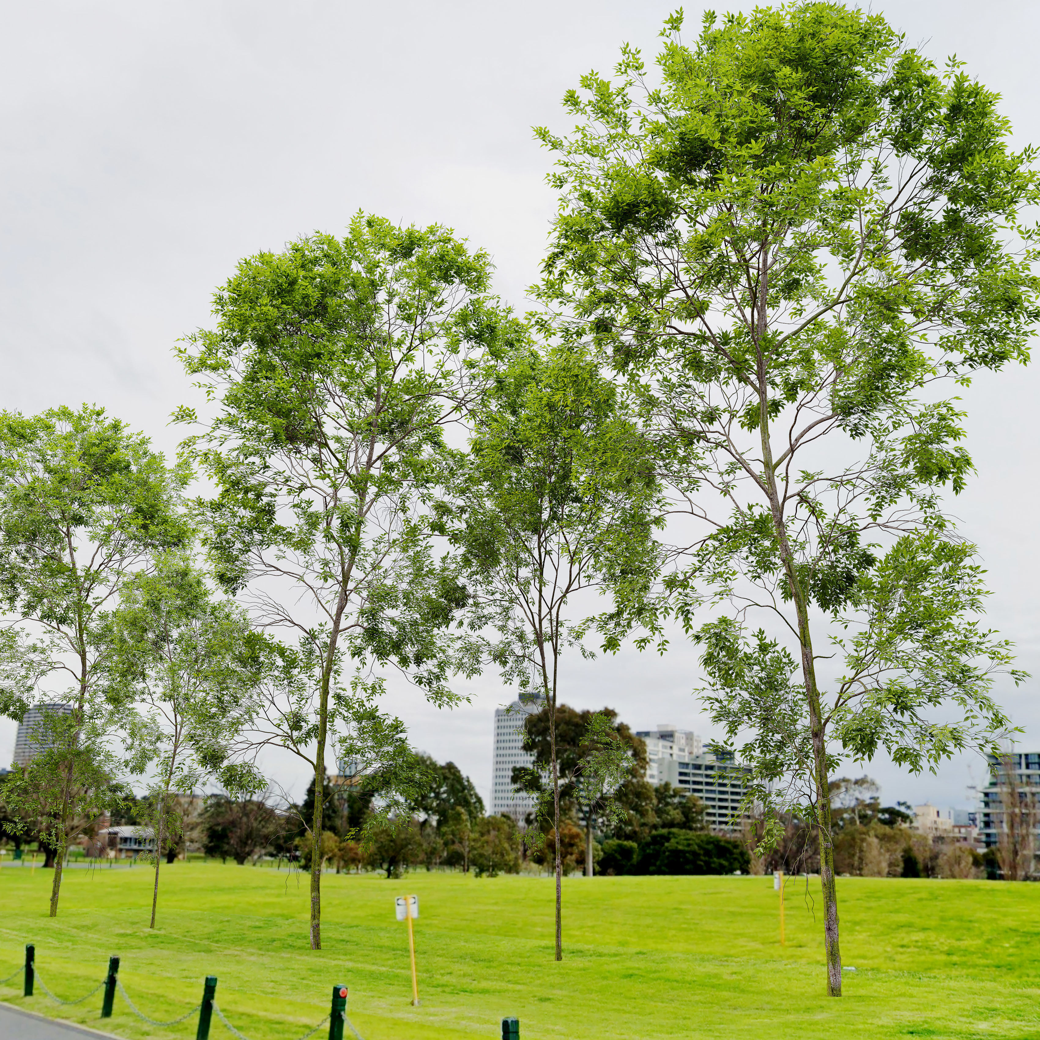 Ash tree set 02 3D model_2