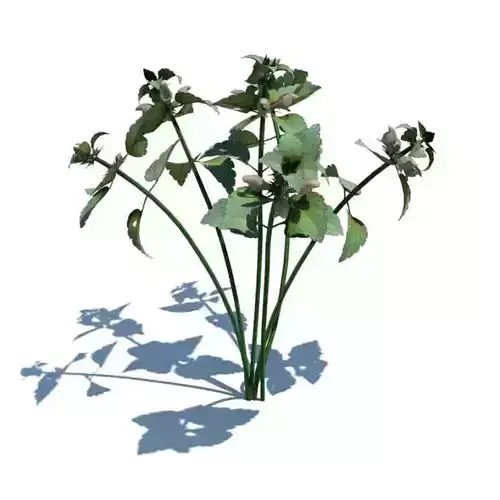 Green Plant With White Flowers