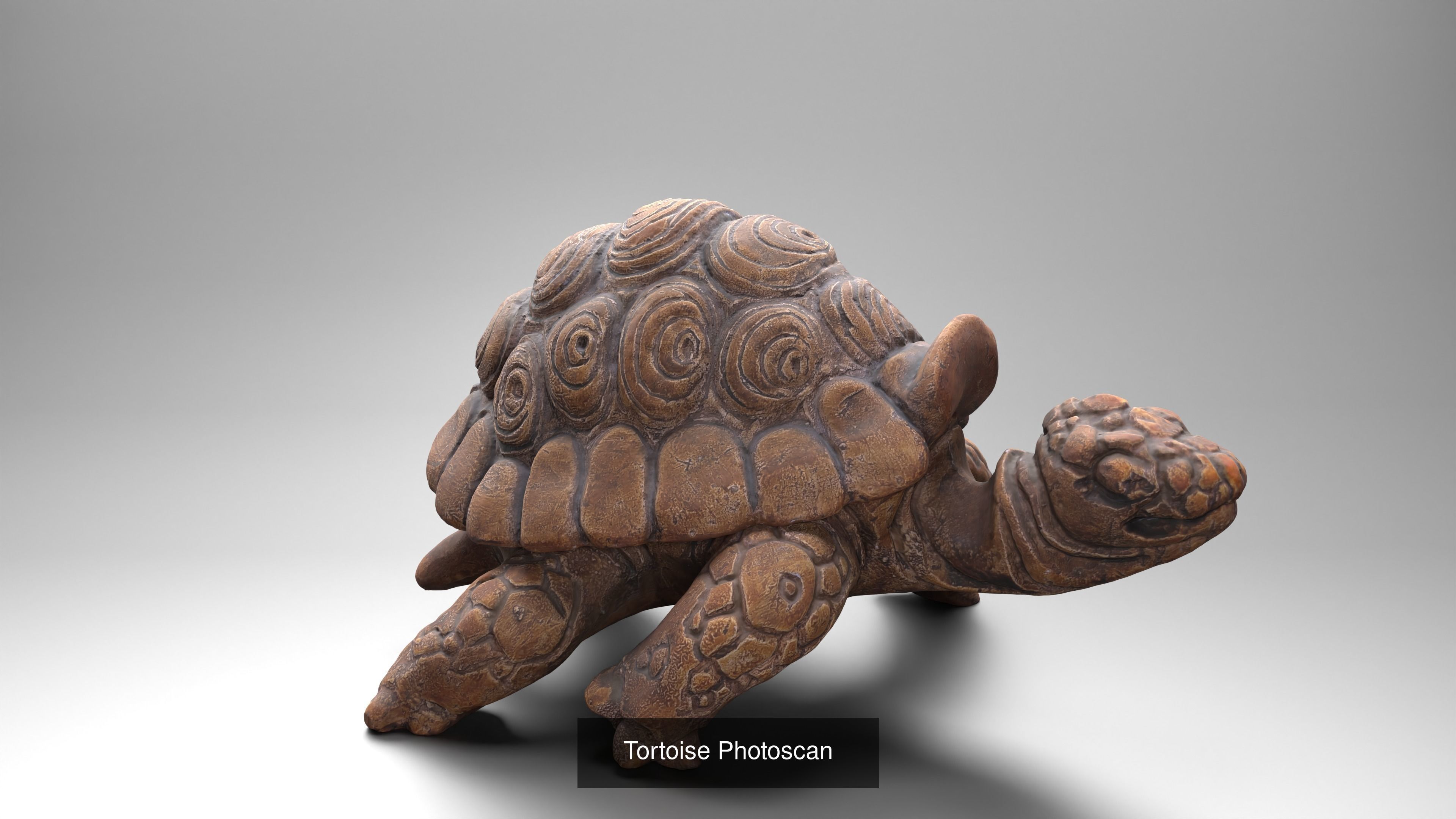 Tortoise - Container 3 in 1 collection _10