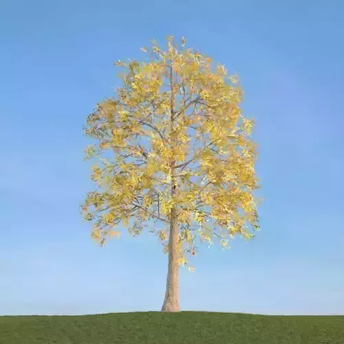 Yellow Leafe Tree   Fraxinus