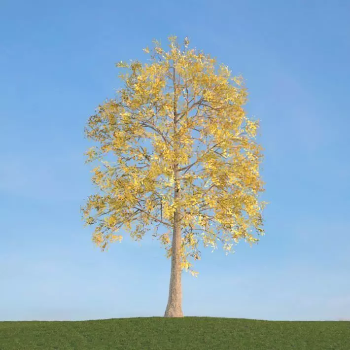 Yellow Leafe Tree Fraxinus 3D model_0