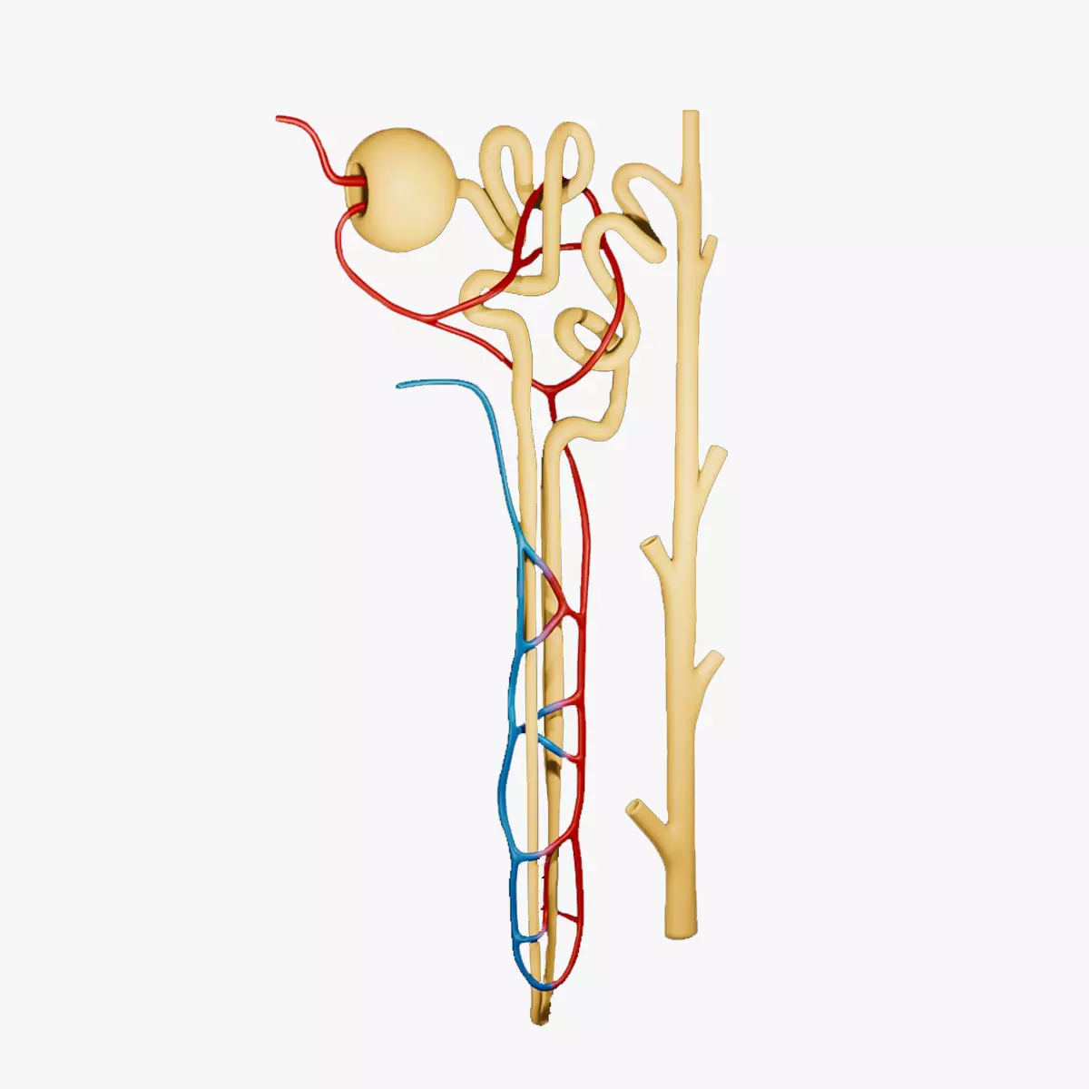 Kidney Nephron Structure Anatomy 3D model | CGTrader, image size:1200x1200