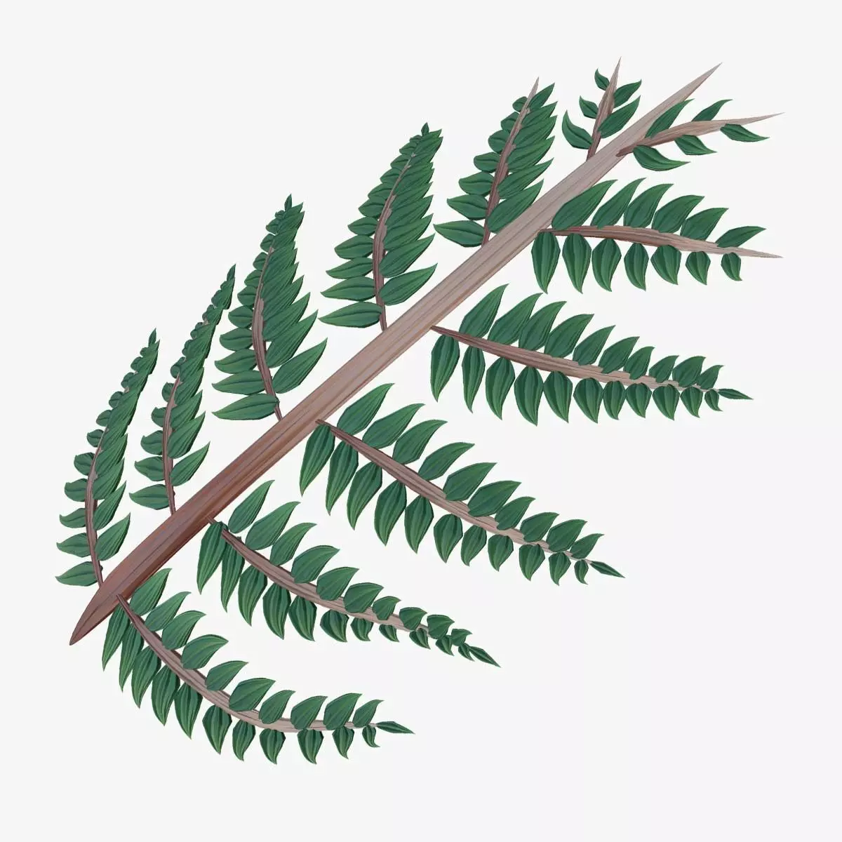 Fern Plant Branch 3D model_0