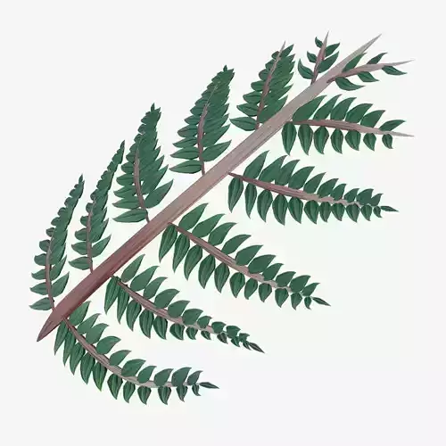 Fern Plant Branch