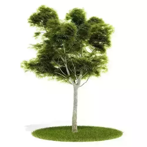 Mature Tree With All Leaves