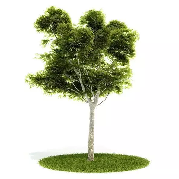 Mature Tree With All Leaves 3D model_0