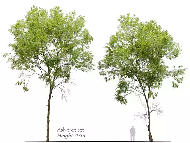 Ash tree set